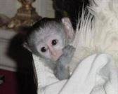 Bebés Monos capuchinos