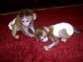 capuchino y el mono tití para su aprobación