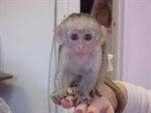 Lindo monos capuchinos disponibles