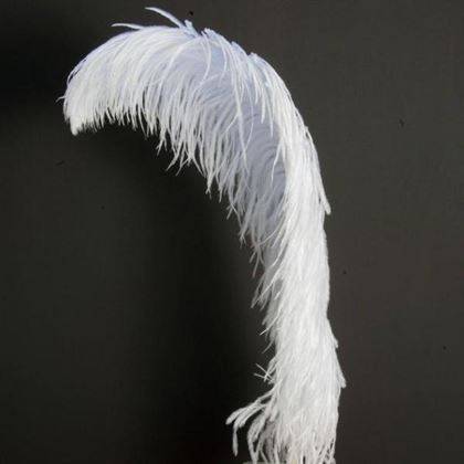 Venta de plumas de avestruz para la decoración de fiestas, trajes de carnaval y muchos otros