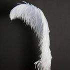Venta de plumas de avestruz para la decoración de fiestas, trajes de carnaval y muchos otros